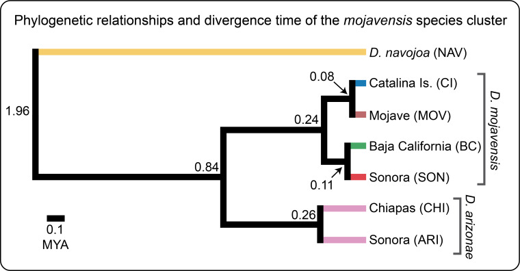 Mojavensis cluster tree